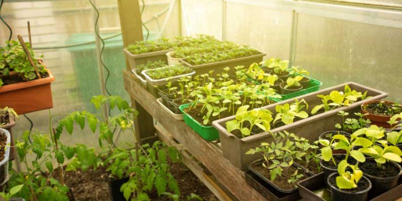 Sollte ein Gewächshaus beheizt werden, und welche Möglichkeiten gibt es dafür?